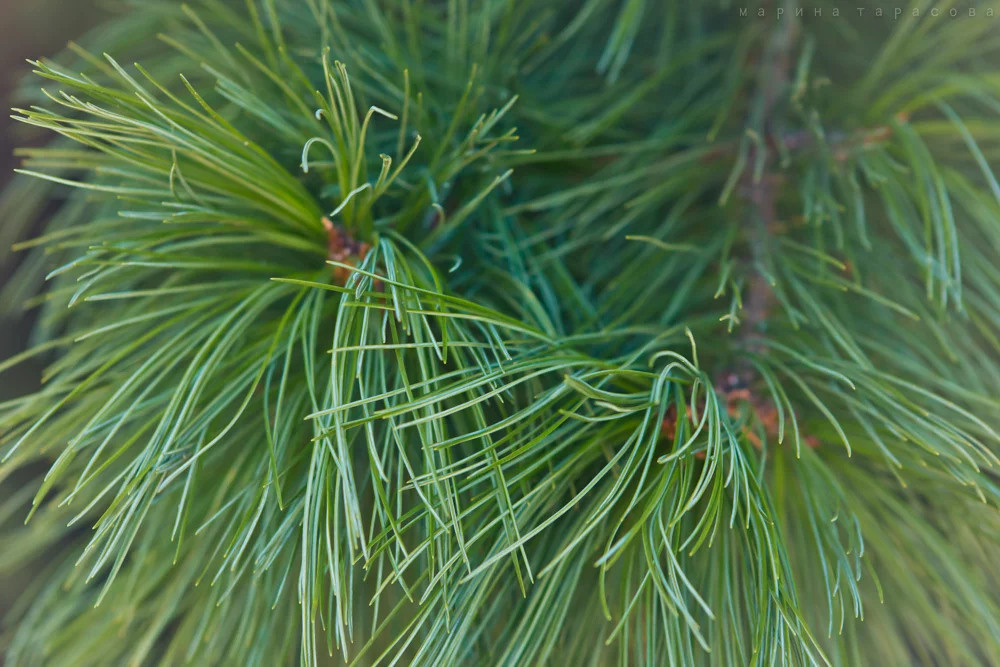 Макро. Фотограф Марина Тарасова