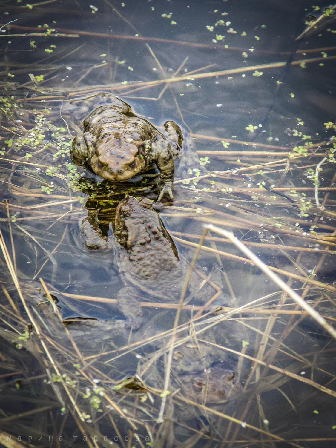 Макро. Фотограф Марина Тарасова