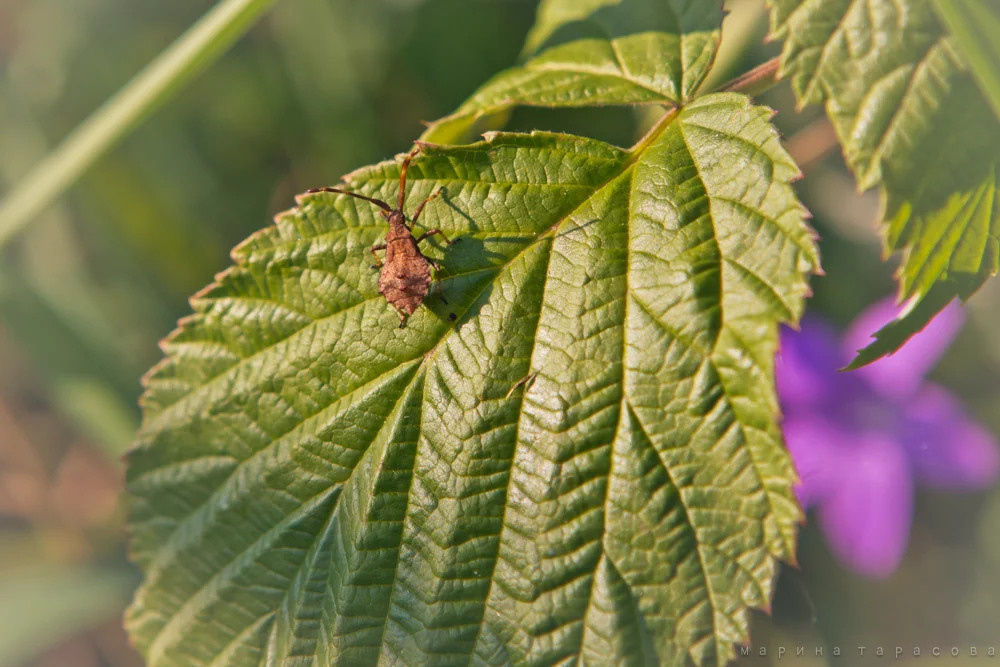 Макро. Фотограф Марина Тарасова
