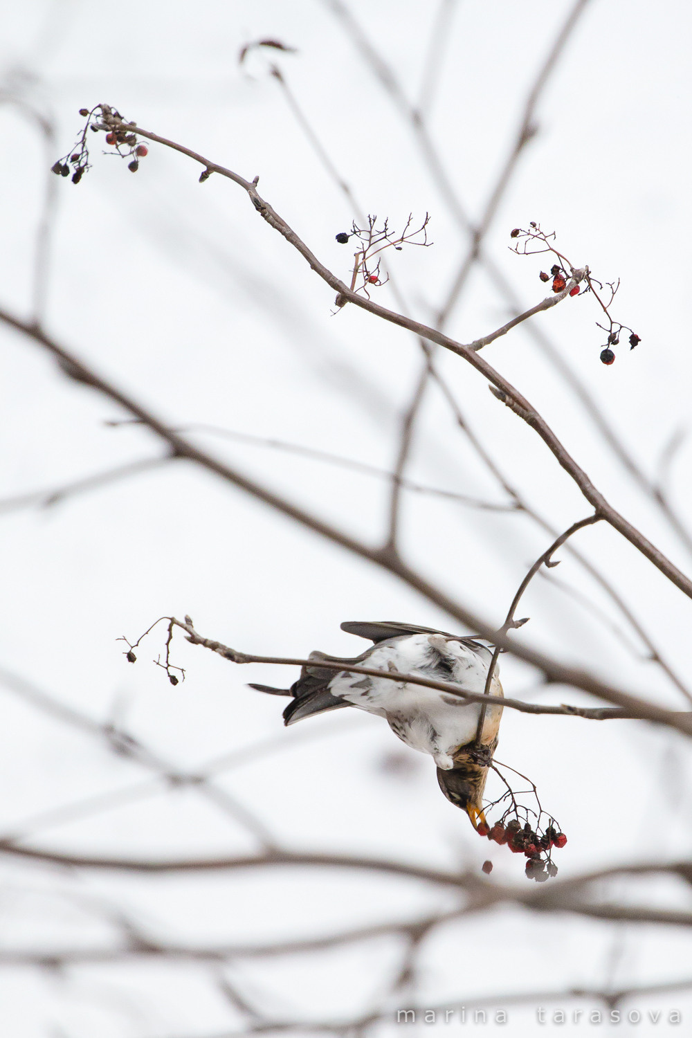 Птицы. Фотограф Марина Тарасова