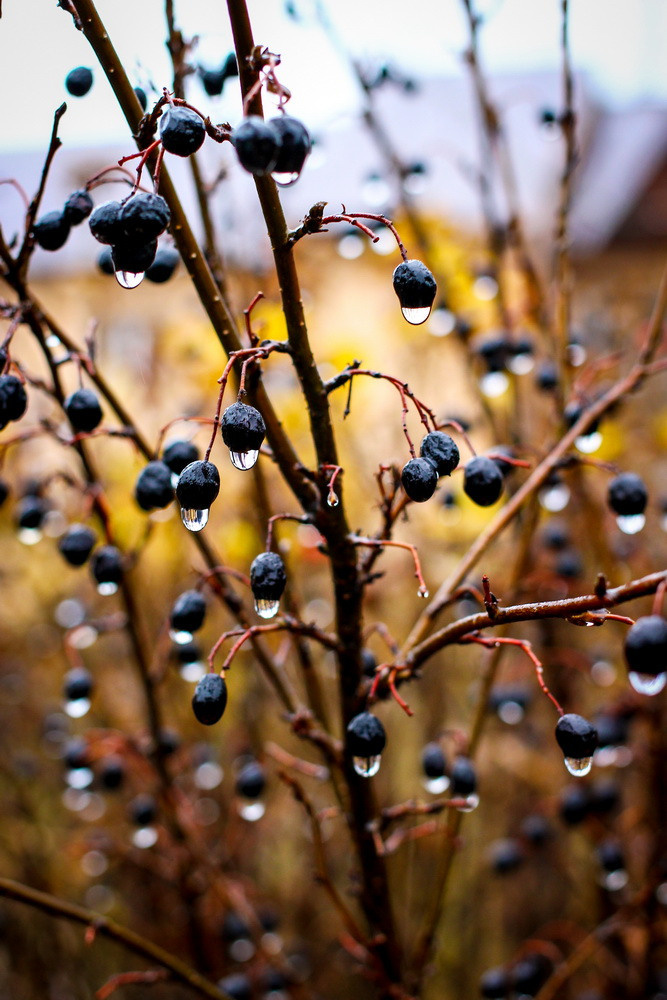 Макро. Фотограф Марина Тарасова