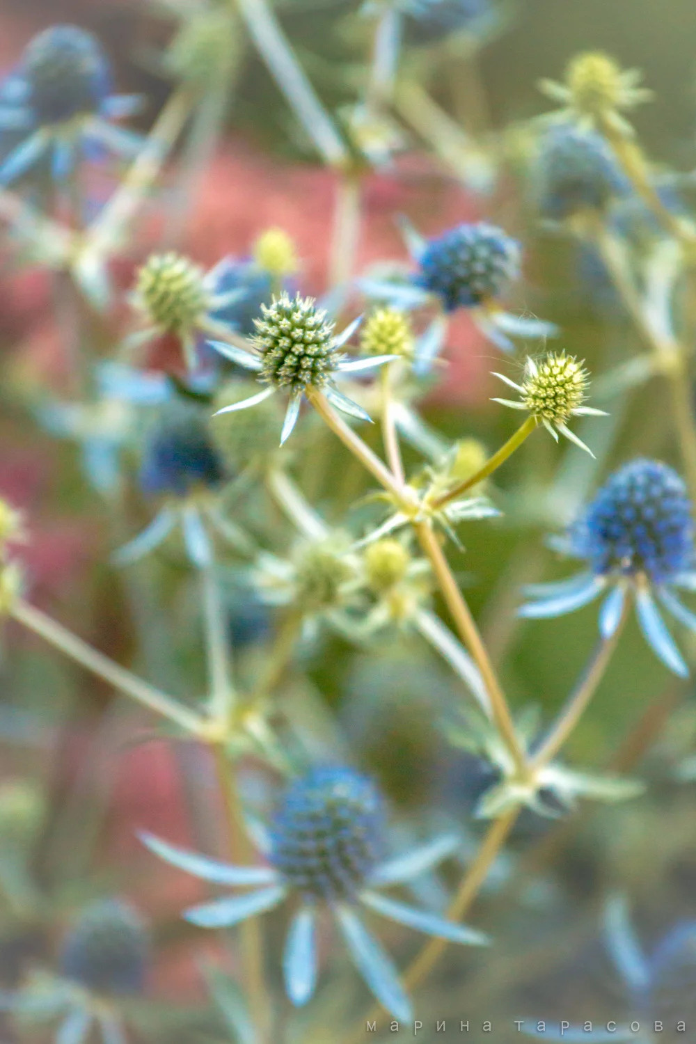 Макро. Фотограф Марина Тарасова