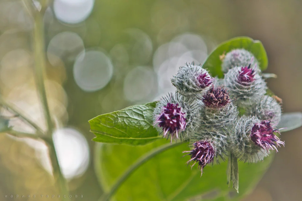 Макро. Фотограф Марина Тарасова