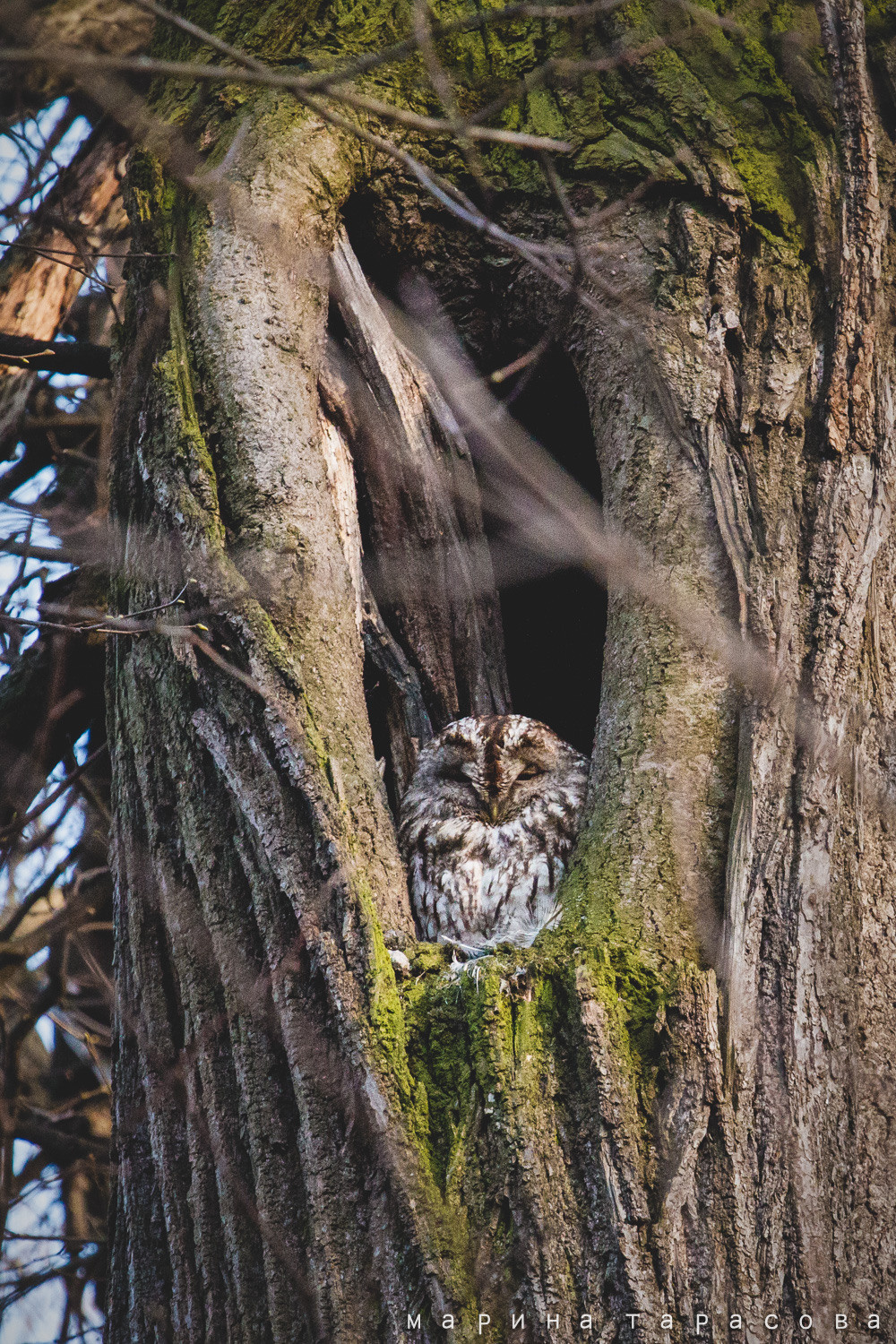 Птицы. Фотограф Марина Тарасова