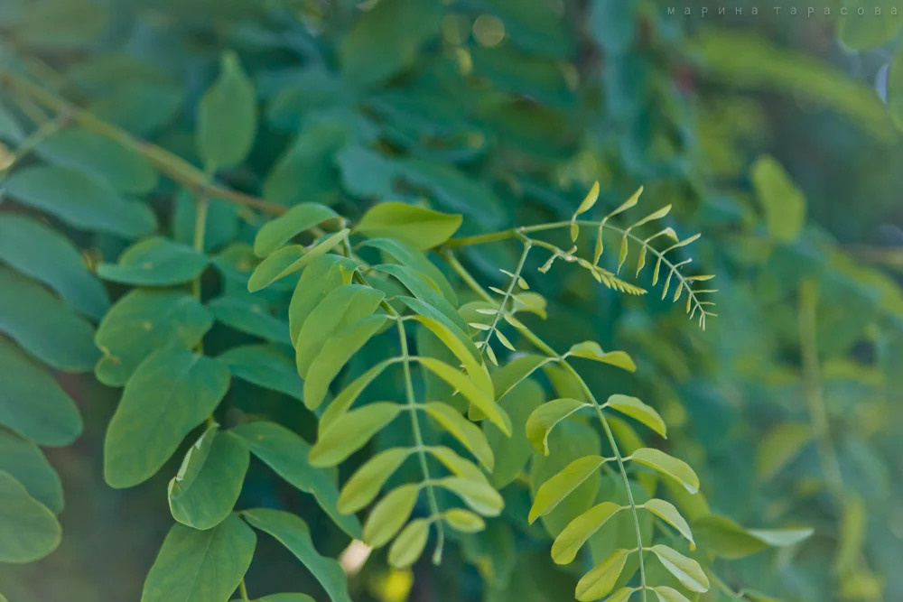 Макро. Фотограф Марина Тарасова