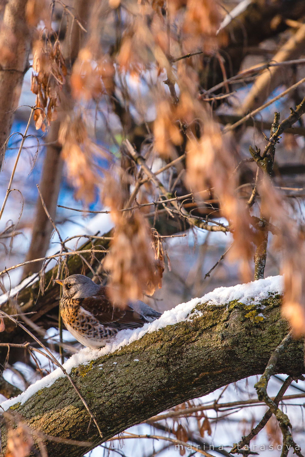Птицы. Фотограф Марина Тарасова