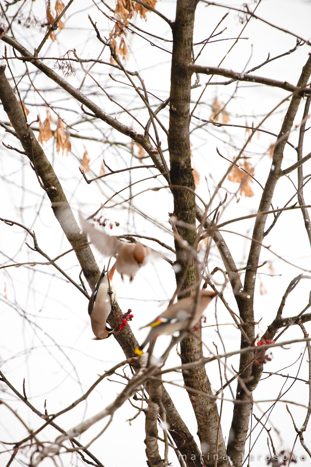 Птицы. Фотограф Марина Тарасова