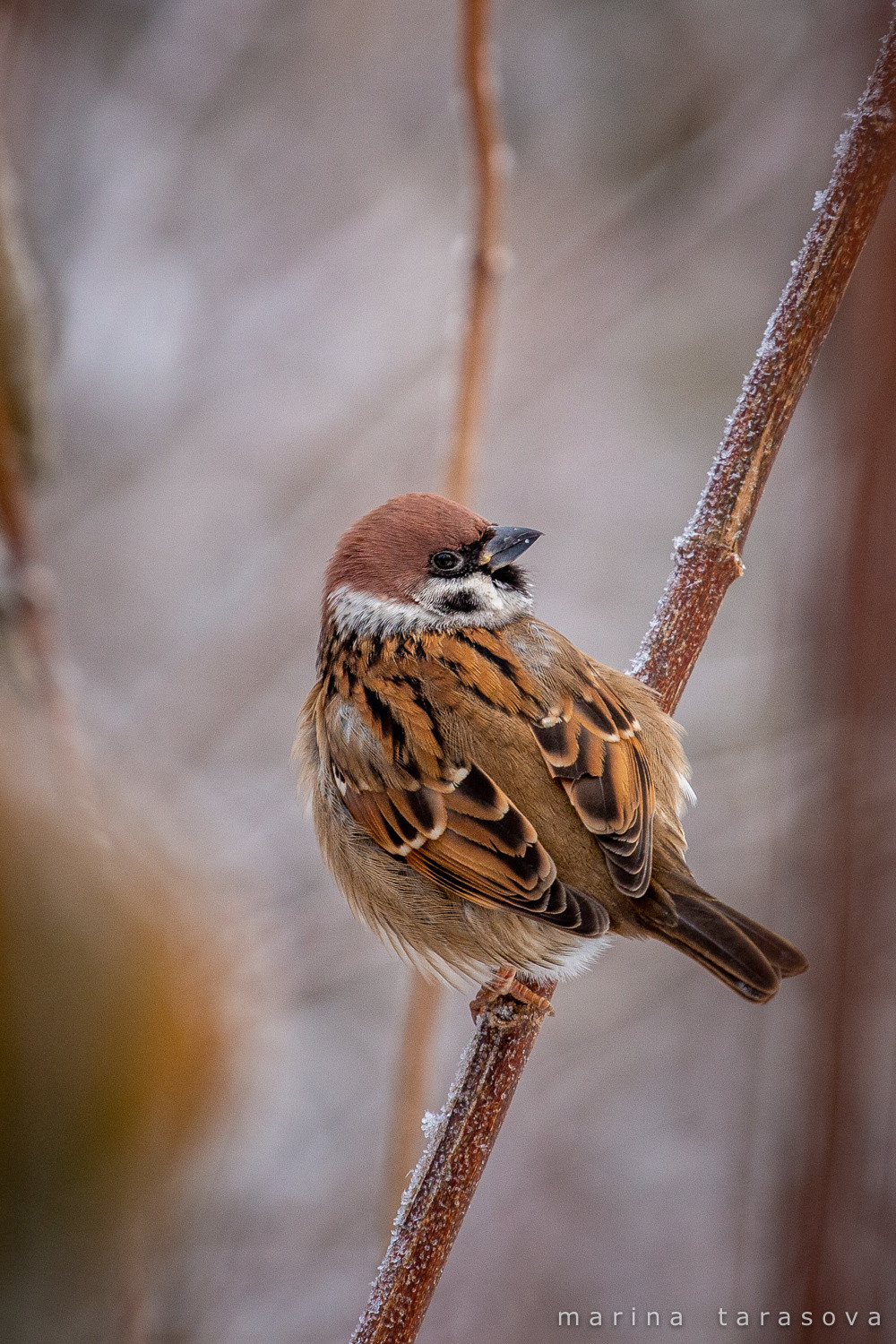 Птицы. Фотограф Марина Тарасова
