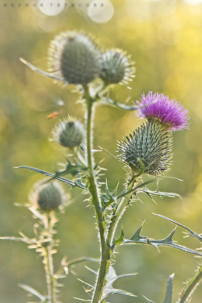 Макро. Фотограф Марина Тарасова