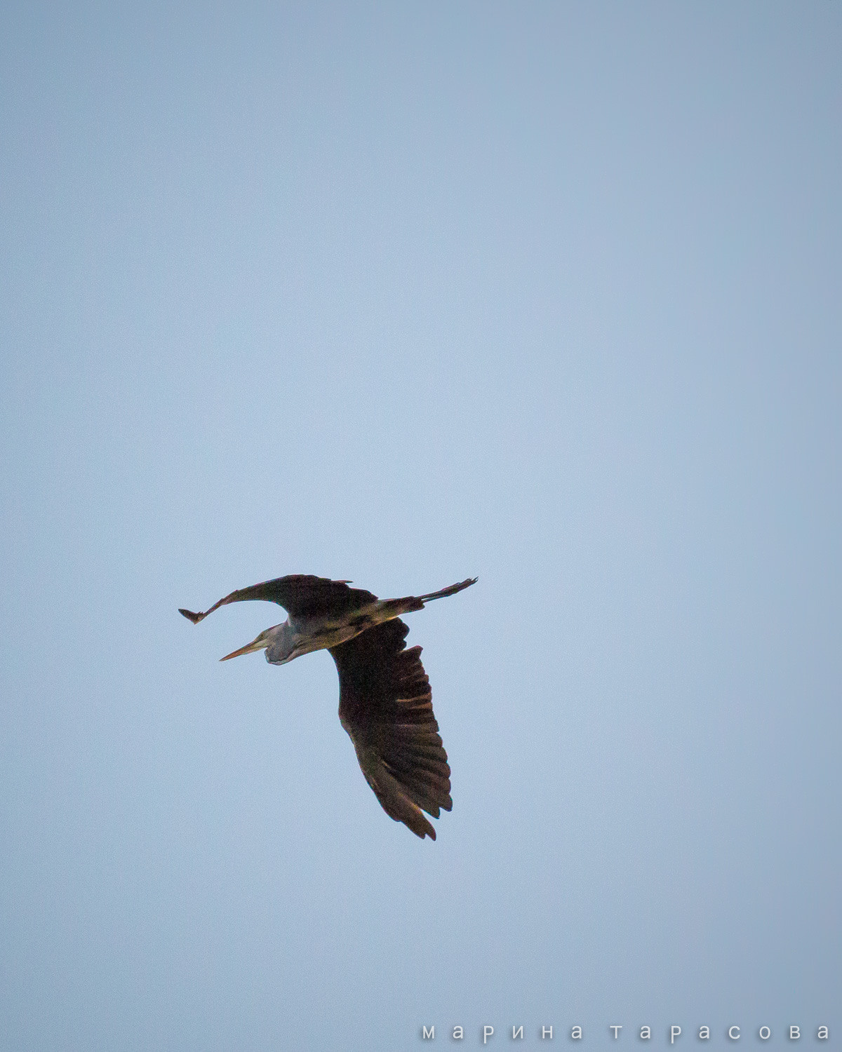 Птицы. Фотограф Марина Тарасова