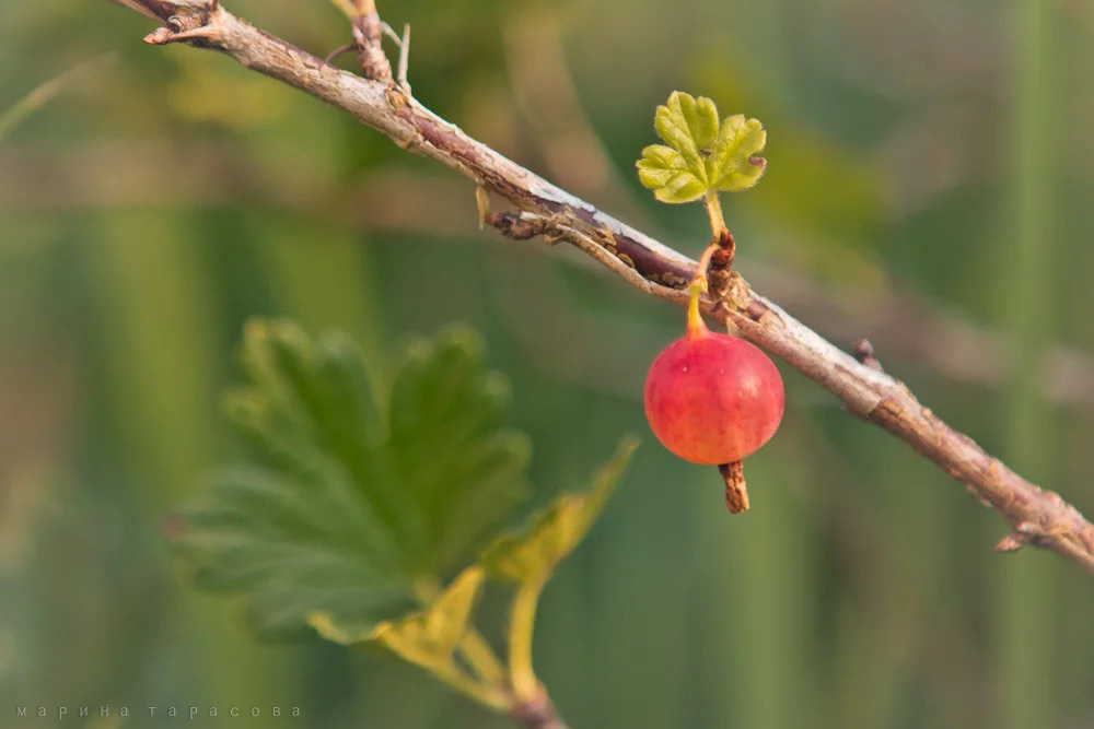Макро. Фотограф Марина Тарасова
