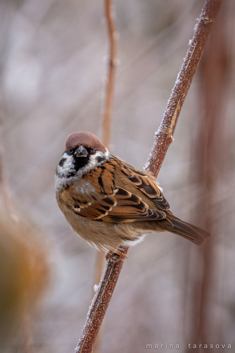 Птицы. Фотограф Марина Тарасова