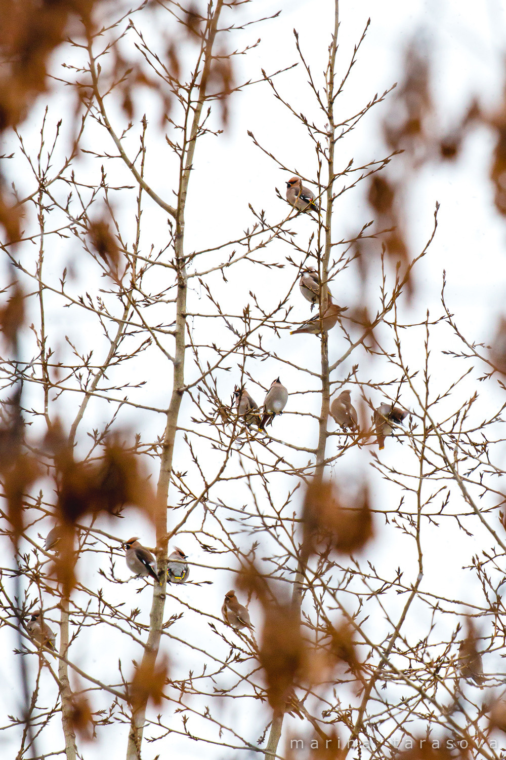 Птицы. Фотограф Марина Тарасова