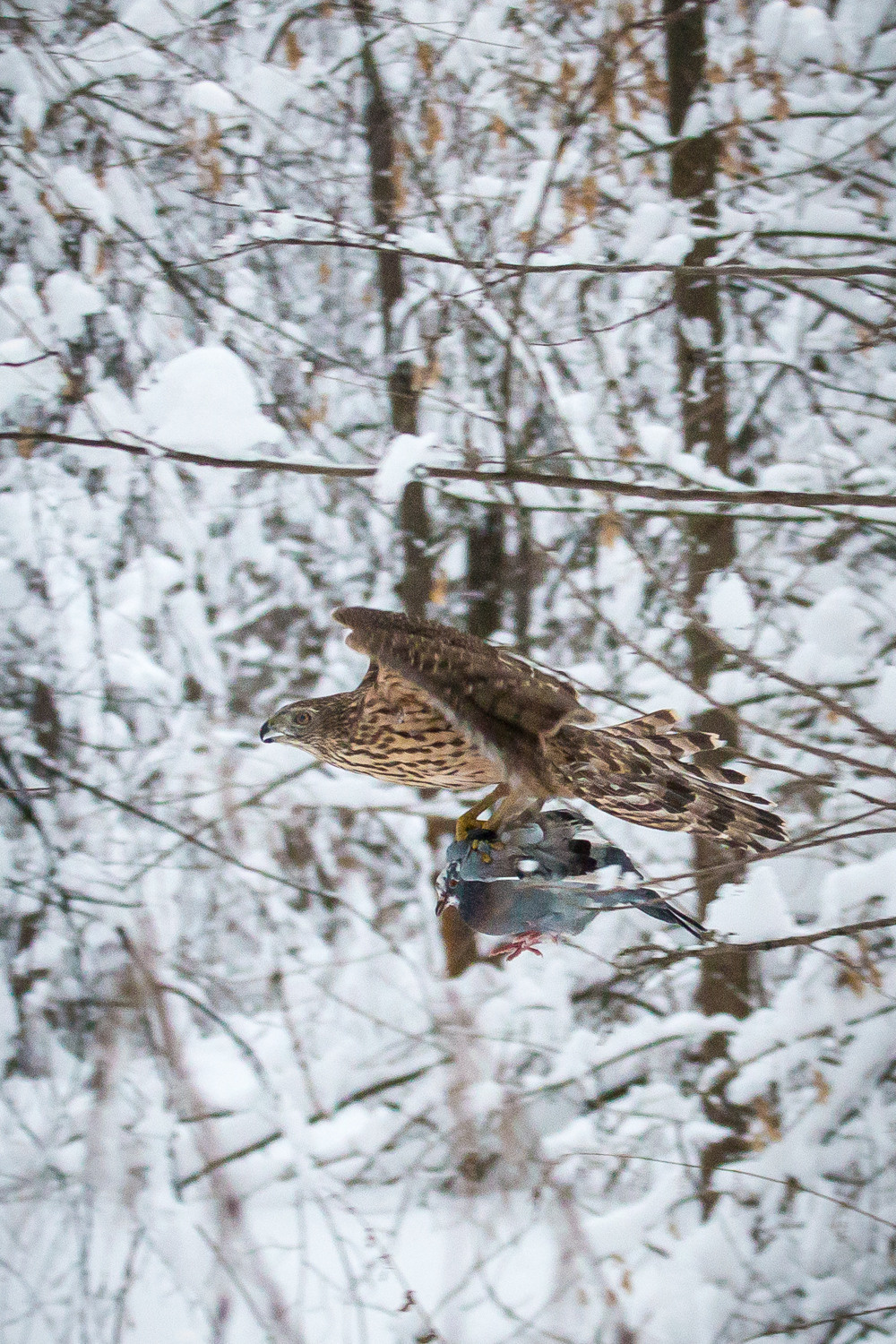 Птицы. Фотограф Марина Тарасова