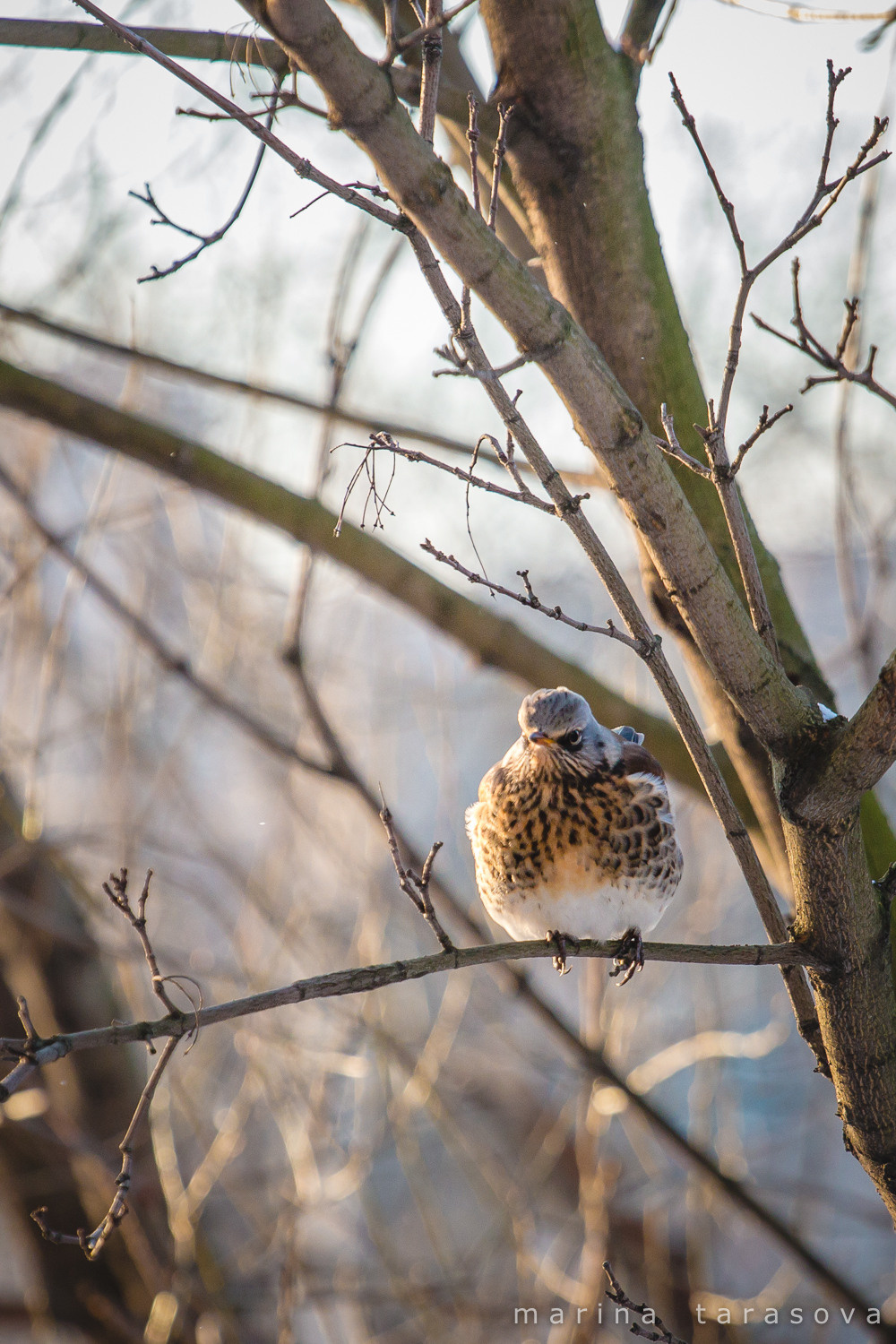 Птицы. Фотограф Марина Тарасова