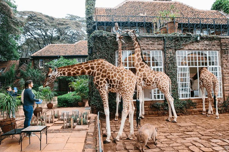 Giraffe Manor, Кения от 2400 долл. Фотограф для маркетплейсов Михаил Бове