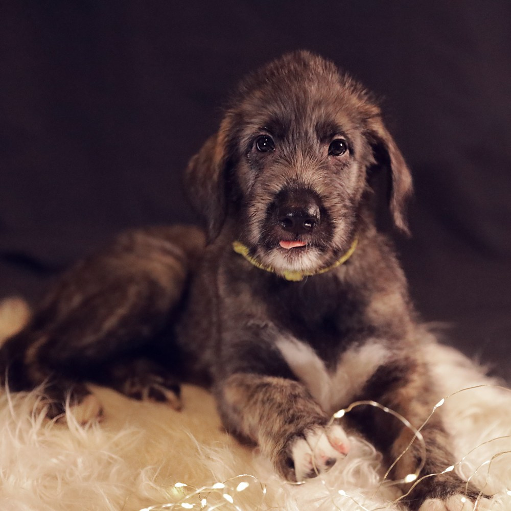 Фотографии собак  в Новосибирске. Фотограф в Новосибирске