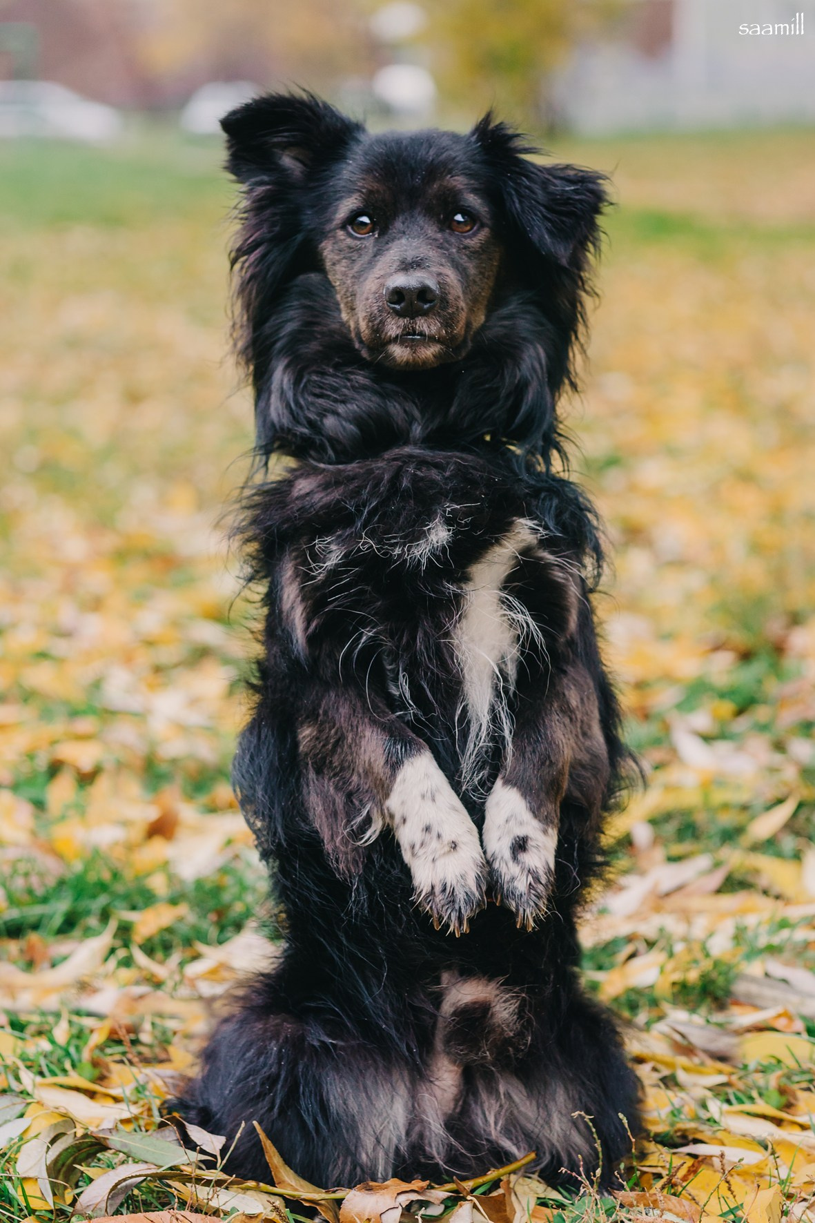 Life with dog. Saamill