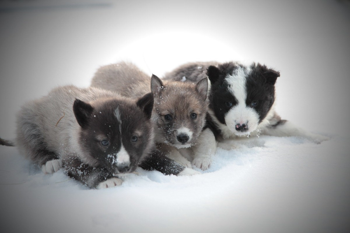 Фото Природы Забайкалья. Студия Максима Белослюдцева