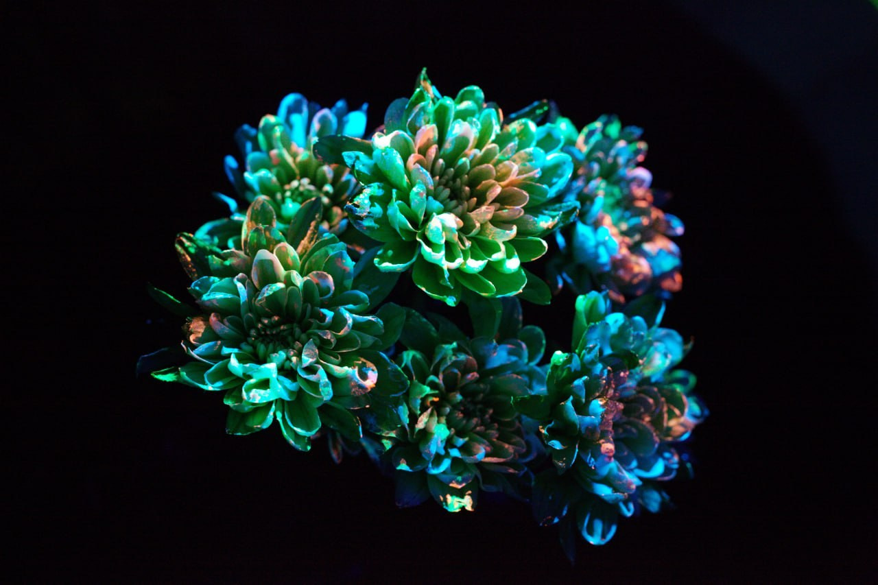 Светящиеся цветы | SVЕТЫ