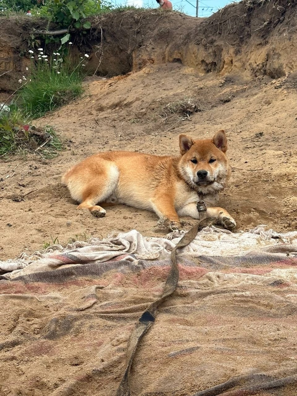 сиба питомник Рубилайт щенки на продажу rubylight  сиба щенки купить Шиба сиба-ину