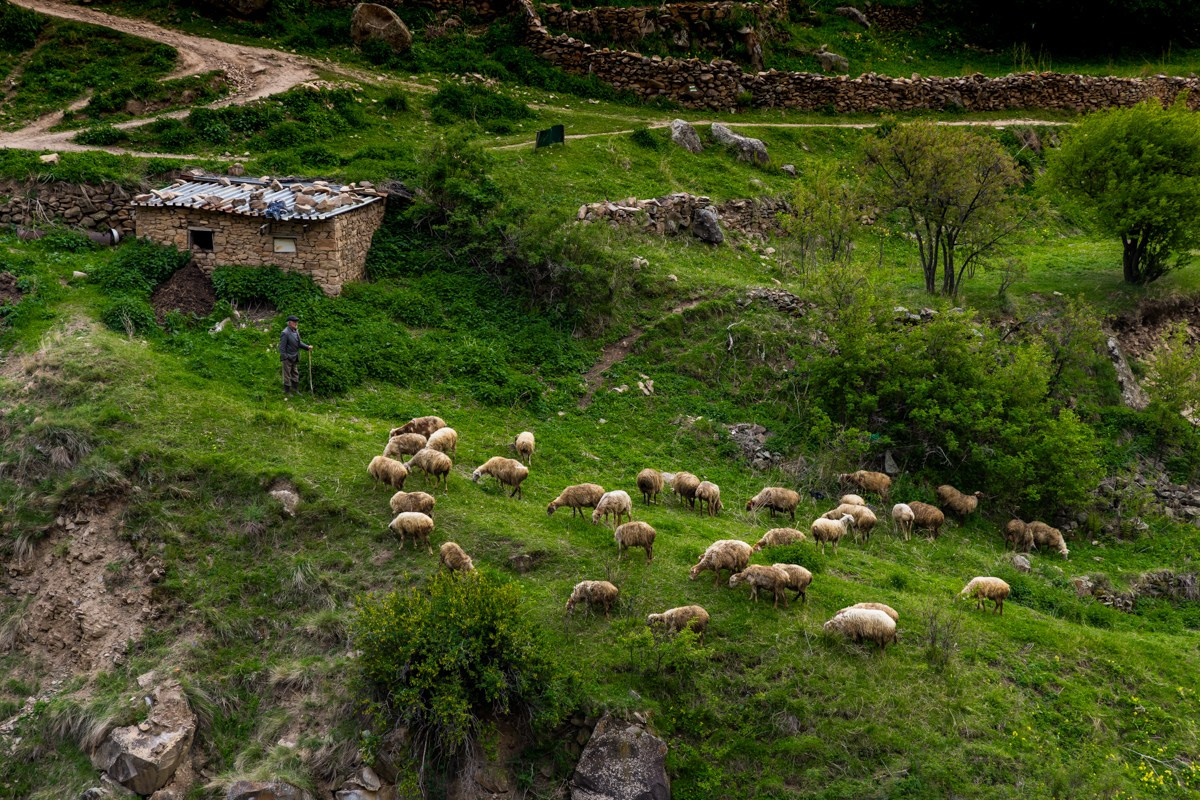 Животные. Photomantis