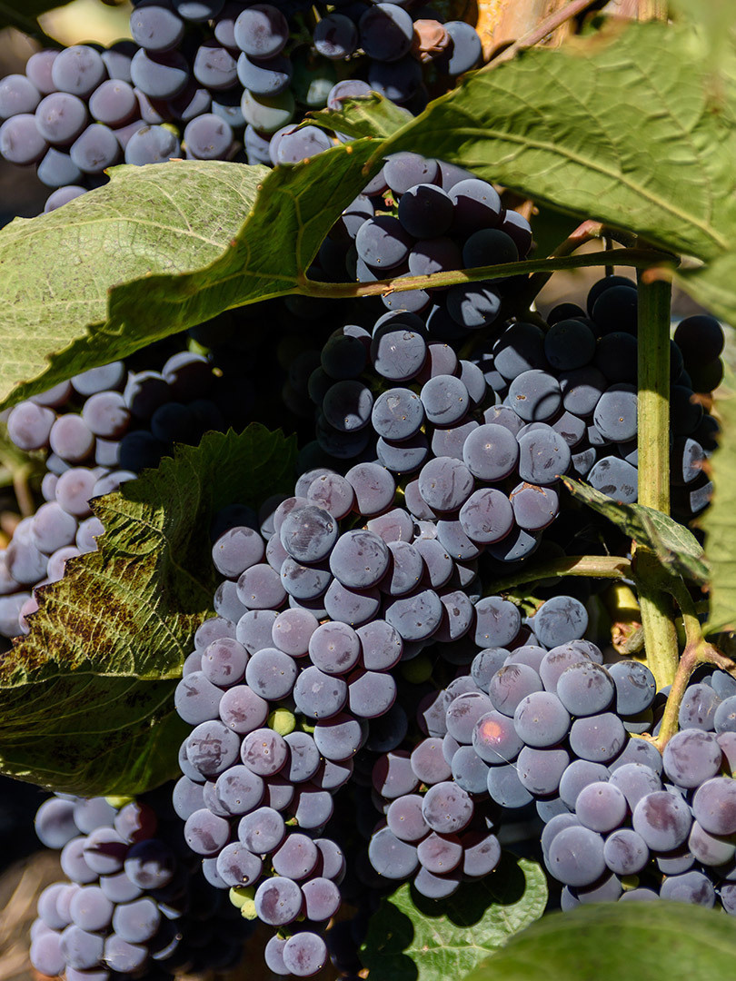 Фотограф Андрей Богатов, Сызрань. Виноград