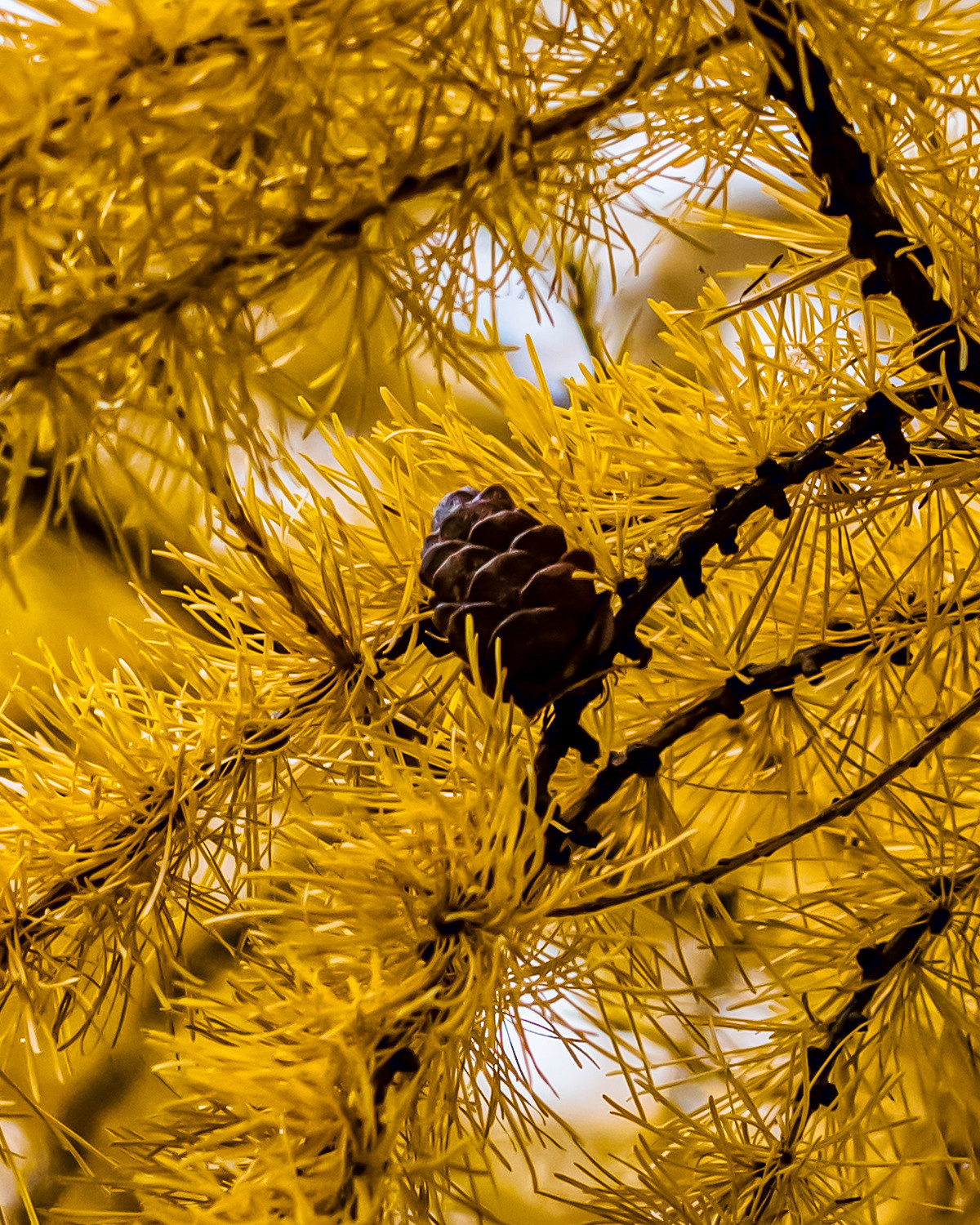 Пулковский парк. Пейзажный и семейный фотограф в Санкт-Петербурге Александр Белов