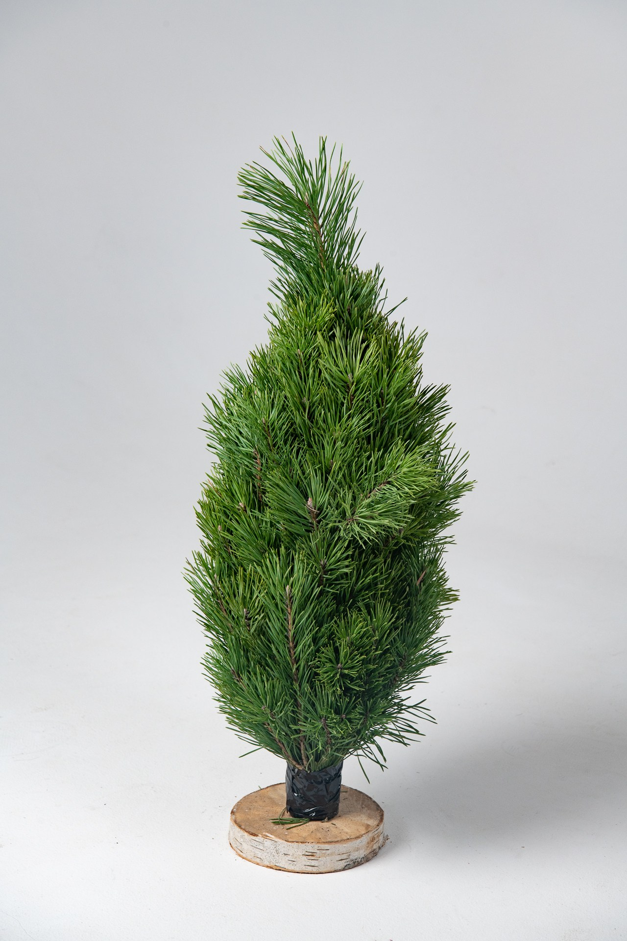 Предметная съемка елок. Фомина Елена Свадебный и семейный фотограф