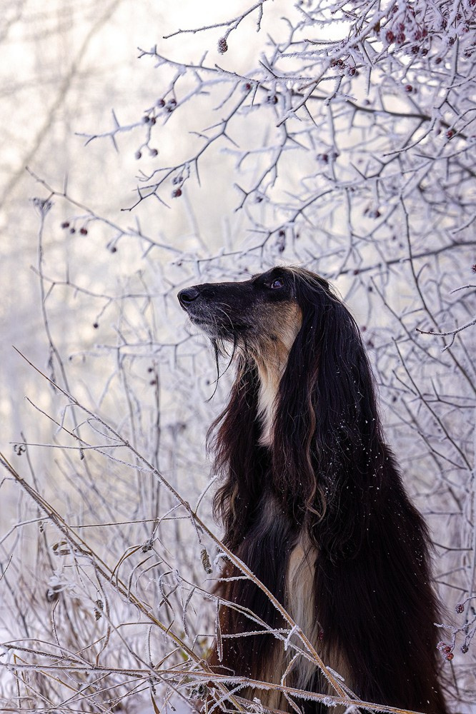 Съёмки собак на природе. Фотограф-анималист Natalia Deingel | Фотосъемка собак в Москве