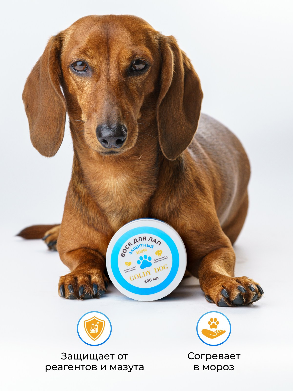 Такса Марго. KED Production — продакшн из СПб. Создаём фото, видео и контент, который помогает брендам и селлерам продавать больше