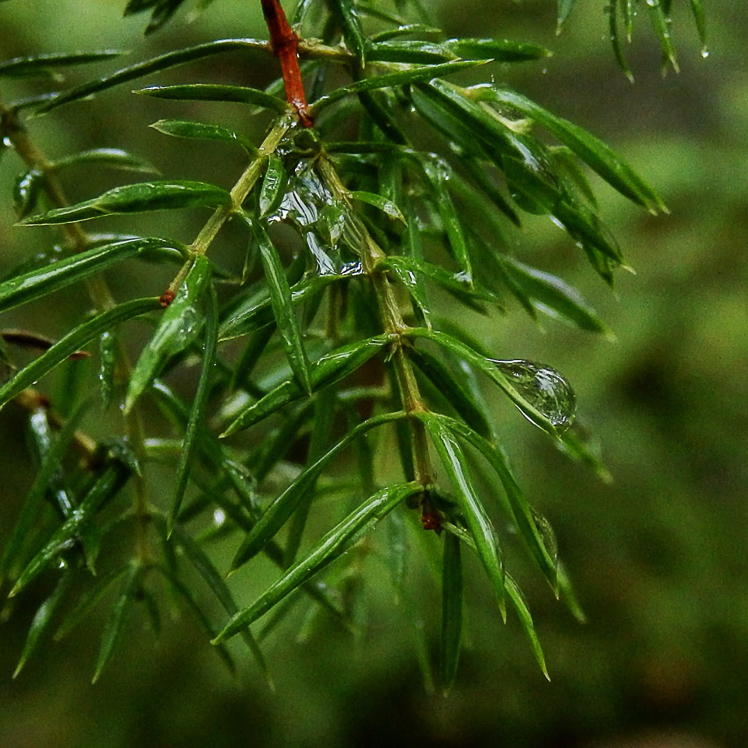 Деревья. Природа севера