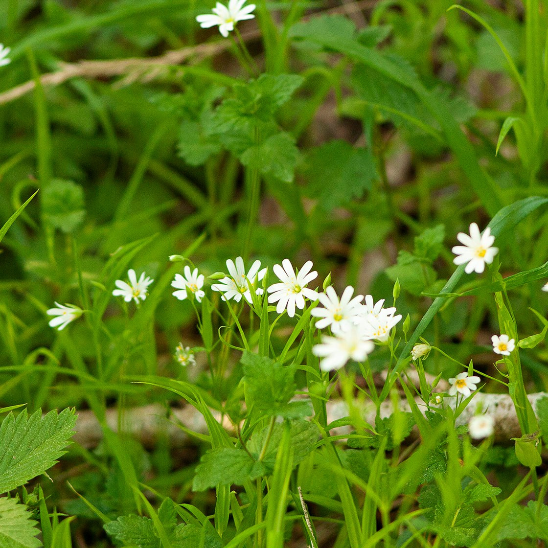 Травы. Природа севера