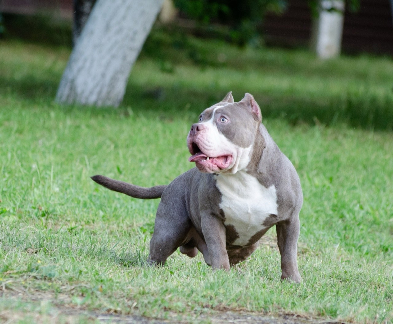 American Bully купить щенка в Казани 