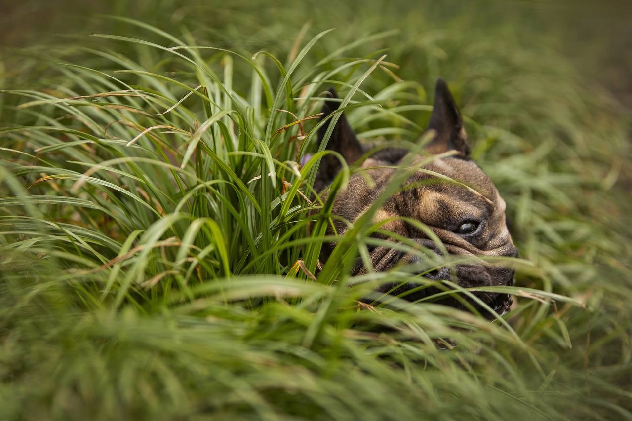 Фото Прогулки. Семейный фотограф анималист г. Находка