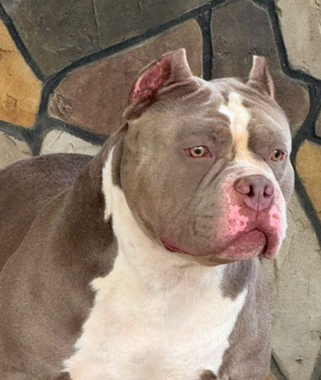 Локомотив. Американский Булли в г. Ростов-на-Дону. Питомник THE POWER OF SIBERIA