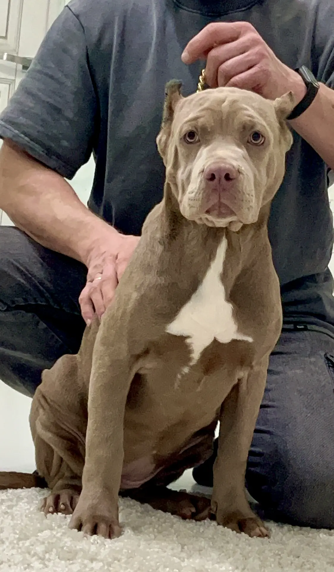 Hunter&Queenie, 10.09.25. Американские булли XL в г. Калининград. Питомник Great Bully UNIVERSE