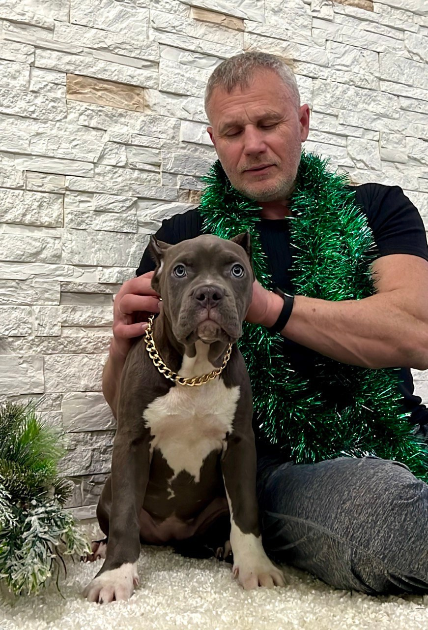 Hunter&Queenie, 10.09.25. Американские булли XL в г. Калининград. Питомник Great Bully UNIVERSE