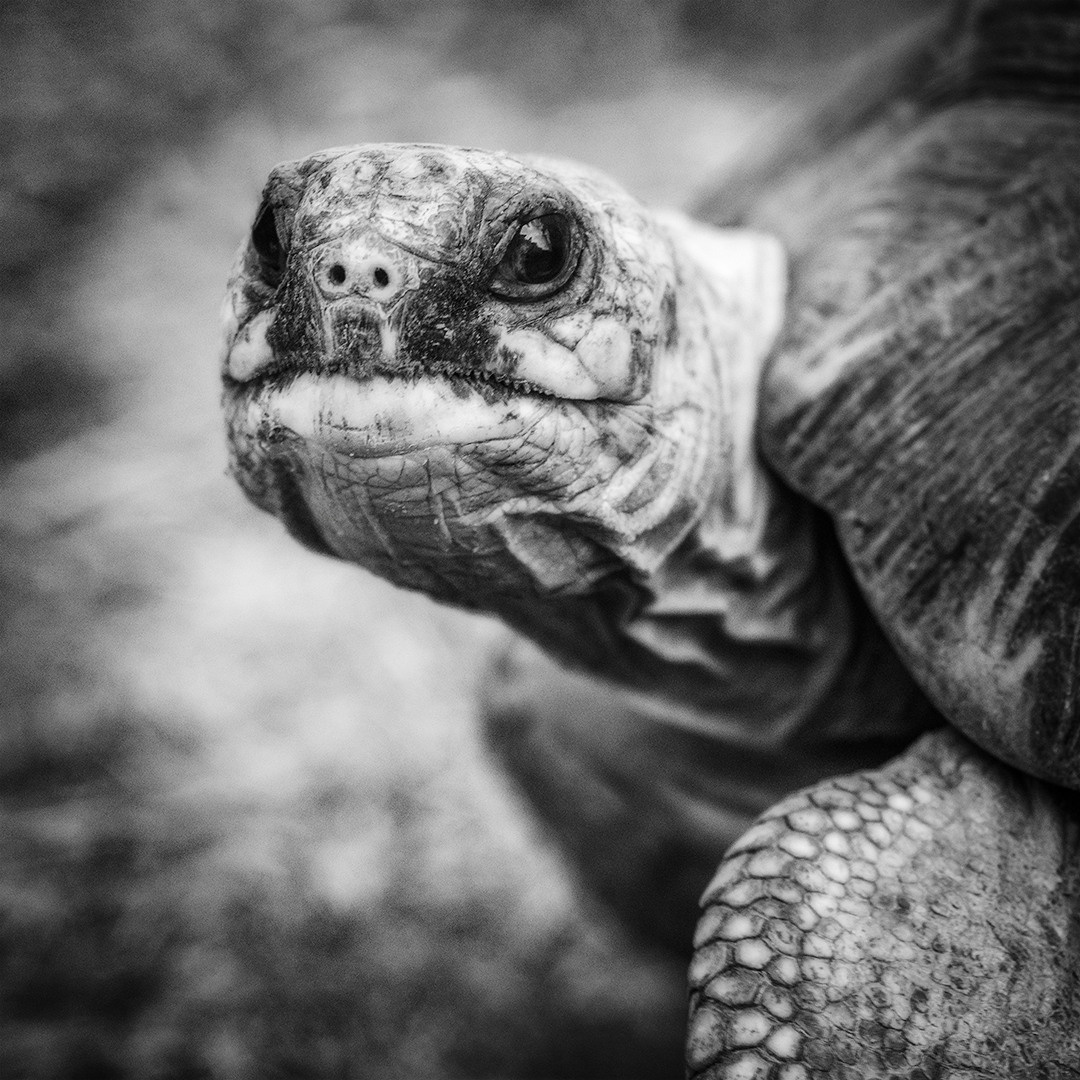 слоновая черепаха