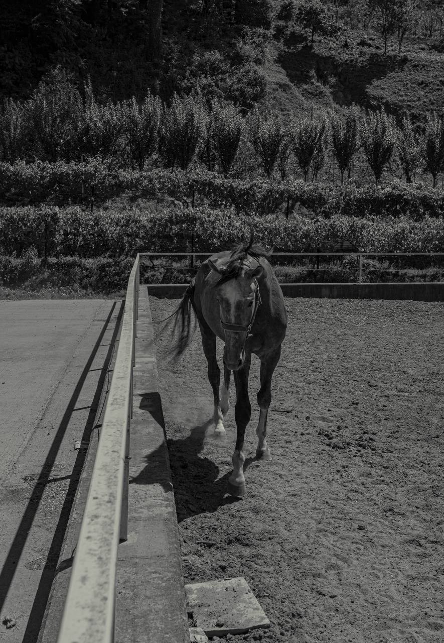 Фотосессия на конюшне в Сочи. Портфолио фотографа Анастасии Блохиной