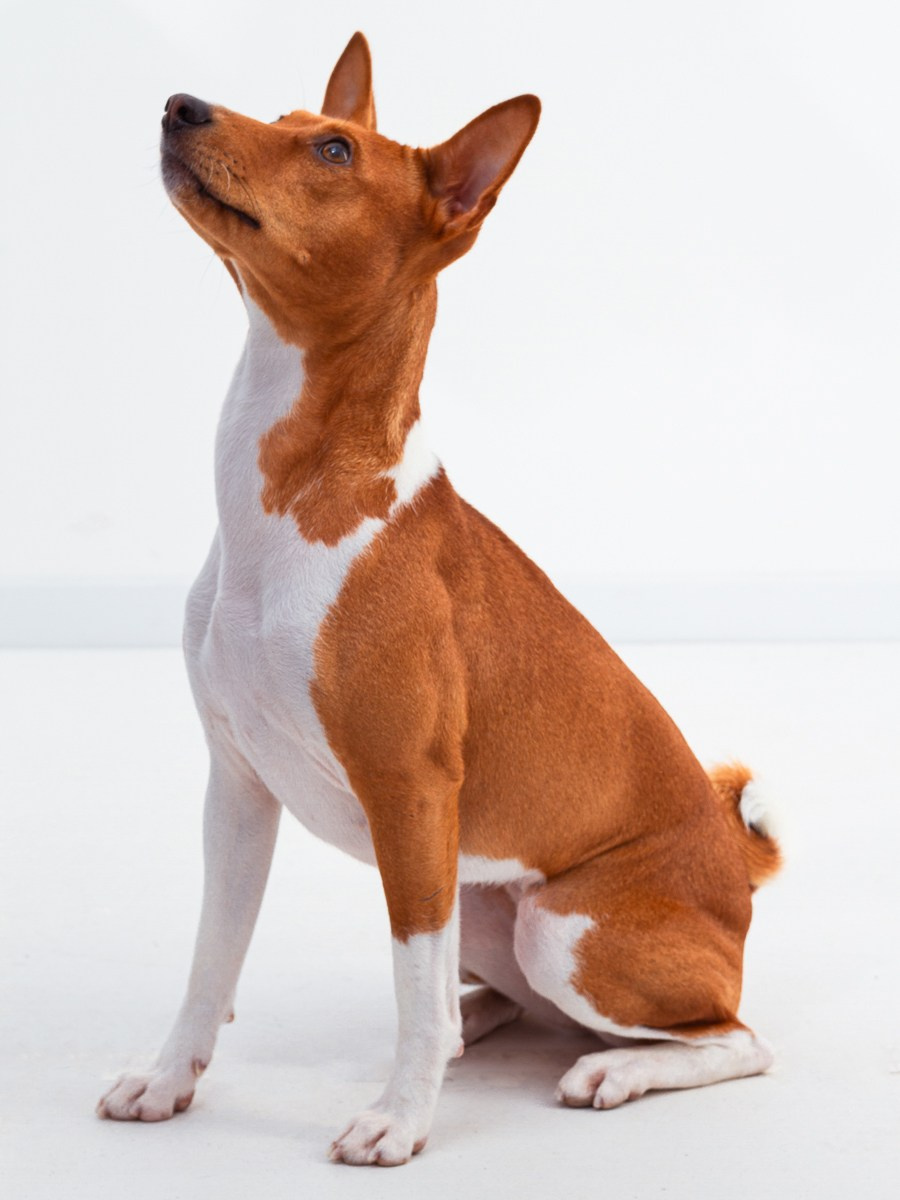 Съемка с животными. Главная