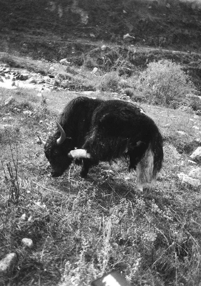 Prints. North Ossetia