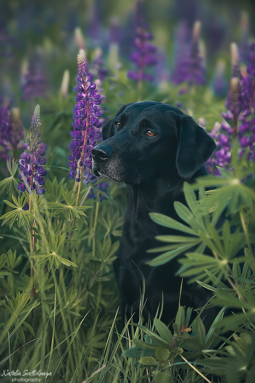 Лабрадоры в люпинах. Фотограф-анималист Наталья Светличная