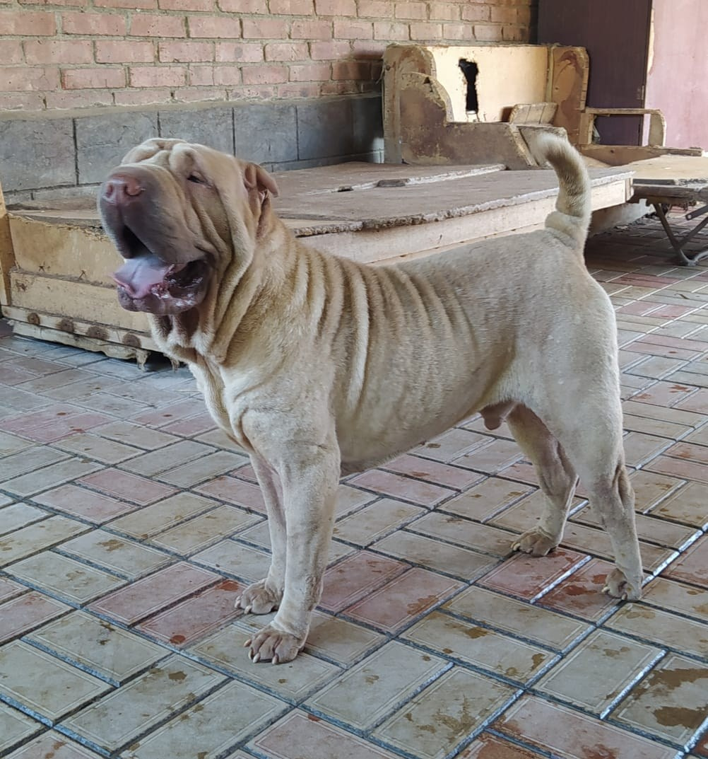 Купить Шарпей Чита, Купить Шарпея Чита, Купить щенка Шарпей Чита, ТОП питомник Шарпеев Чита, Питомник Шарпей  Чита, 