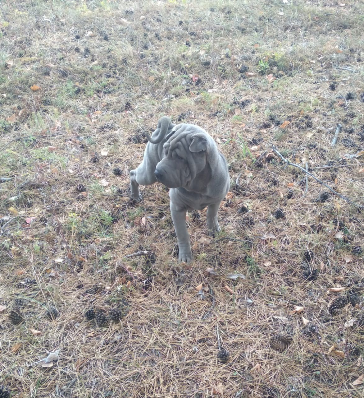 Купить Шарпей Пермь, Купить Шарпея Пермь, Купить щенка Шарпей Пермь, ТОП питомник Шарпеев Пермь, Питомник Шарпей  Пермь, 