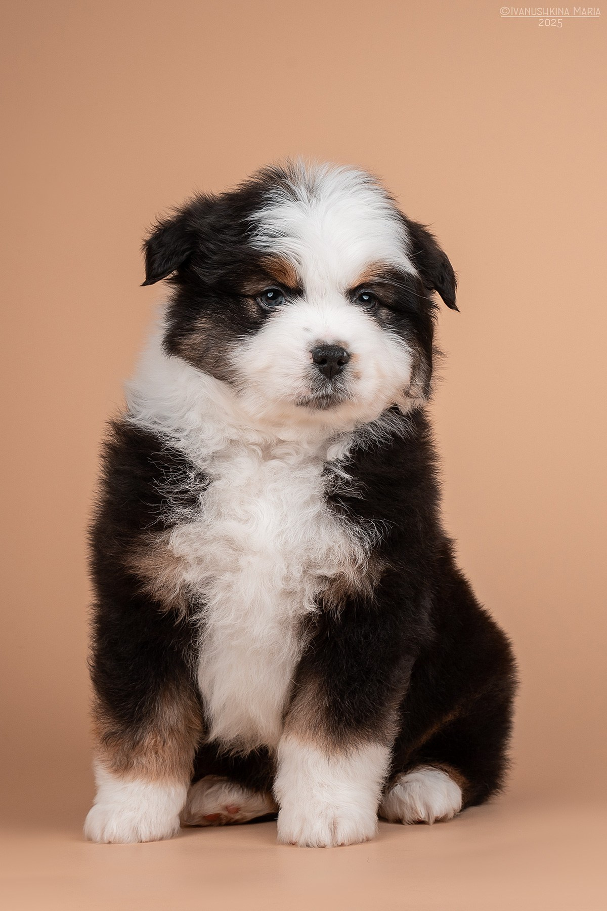 Фотосессия щенков на фонах. Фотограф собак в Москве и Московской области Иванушкина Мария