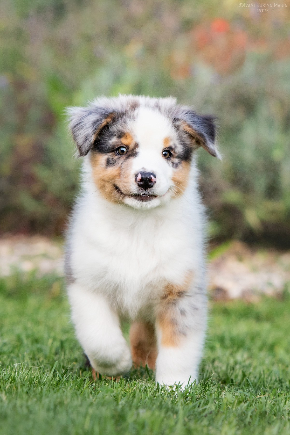 Фотосессия щенков на продажу. Фотограф собак в Москве и Московской области Иванушкина Мария