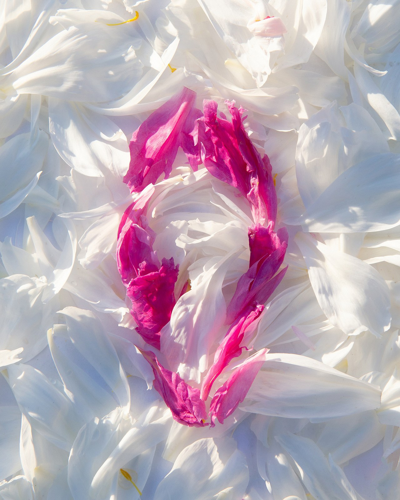 Условная ботаника. Фотографии Саши Любина