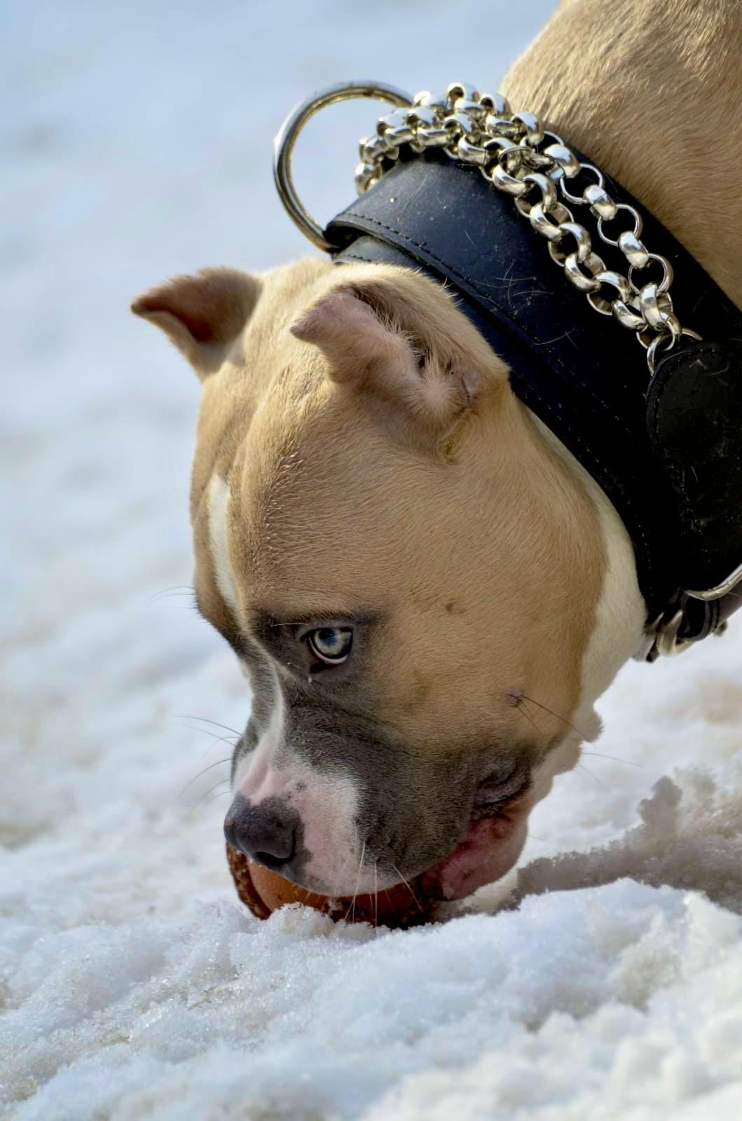 Челси. ПИТОМНИК СОБАК ПОРОДЫ АМЕРИКАНСКИЙ БУЛЛИ