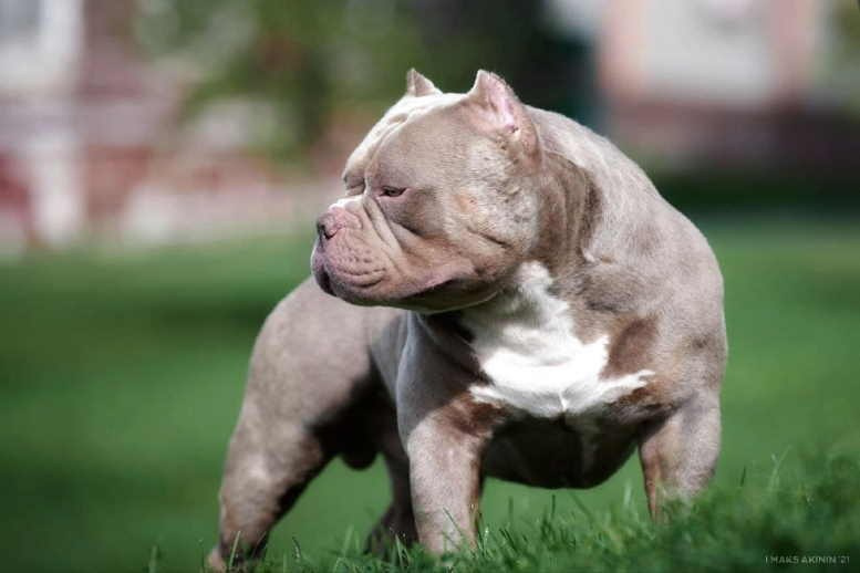 Вязка с булли стандарт в Краснодаре